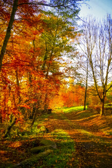 Germany, Odenwald, forest path in autumn - PUF000206