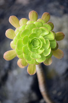 Nahaufnahme eines Aeonium balsamiferum - GUFF000001