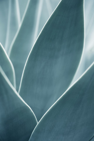 Close-up of an Agave attenuata stock photo