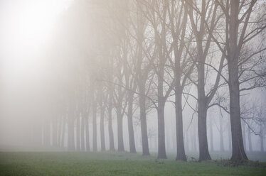 Germany, North Rhine-Westphalia, Neuss, fog in River Rhine meadows - GUFF000003