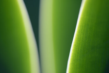 Close-up of an Agave attenuata - GUFF000004