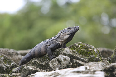 Mexiko, Cozumel, Leguan - SHKF000021