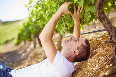 South Africa, Wine grower scrutinizing grapevines - ZEF001991