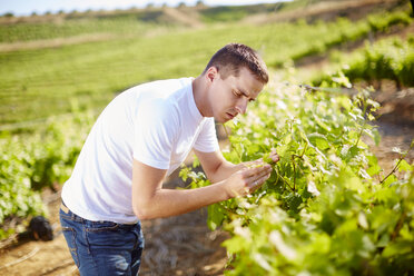 South Africa, Wine grower scrutinizing grapevines - ZEF001993