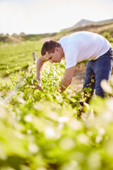 South Africa, Wine grower scrutinizing grapevines - ZEF001994