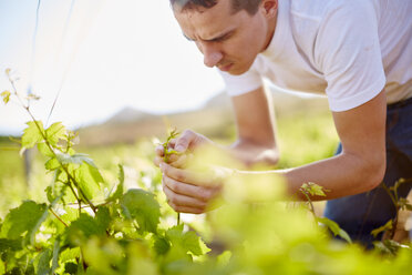 South Africa, Wine grower scrutinizing grapevines - ZEF001995