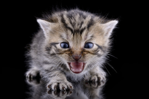 Schreiendes Kätzchen, Felis Silvestris Catus, vor schwarzem Hintergrund, lizenzfreies Stockfoto