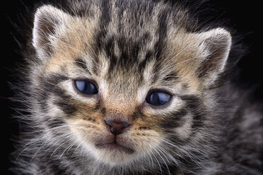 Porträt eines getigerten Kätzchens, Felis Silvestris Catus, vor schwarzem Hintergrund - MJOF000866