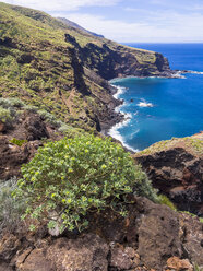 Spain, Canary Islands, La Palma, Punta del Puerto Viejo, Cliff coast near Garafia, Euphorbia in the foreground - AMF003184