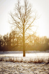 Deutschland, Hessen, Stockstadt am Rhein, Baum im Sonnenlicht - PUF000217