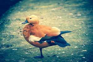 Deutschland, Niedersachsen, Hannover, Ente - PUF000239