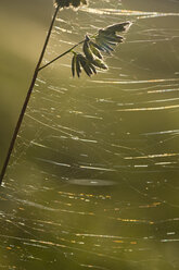 Cobweb in sunlight - YFF000264