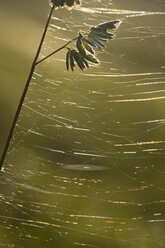 Spinnennetz im Sonnenlicht - YFF000264