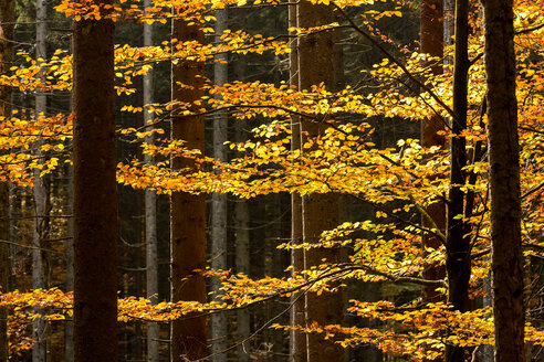 Deutschland, Bayern, Nationalpark Bayerischer Wald, Herbstwald - STSF000566