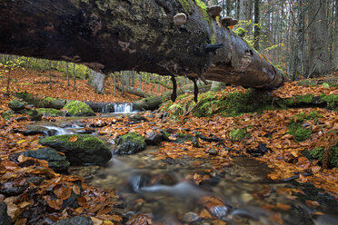 Deutschland, Bayern, Nationalpark Bayerischer Wald, Bach Großer Steinbach - STSF000577