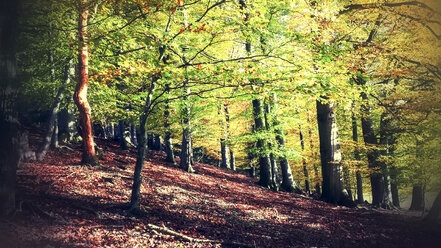 Forest in autumn, Bavaria, Germany - SARF000991