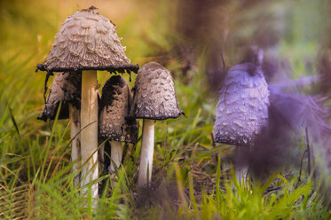 Germany, Shaggy ink caps, Coprinus comatus - FRF000111