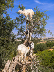 Marokko, Marrakesch-Tensift-Al Haouz, Essaouira, Ziegen klettern auf Arganbaum, fressen Argan-Nüsse - AMF003201