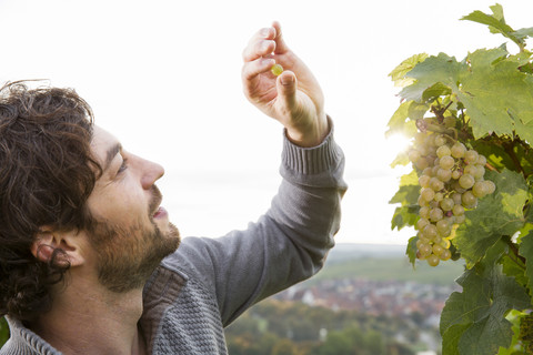 Germany, Bavaria, Volkach, winegrower testing grapes stock photo