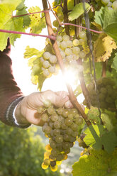 Germany, Bavaria, Volkach, winegrower testing grapes - FKF000765