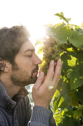 Germany, Bavaria, Volkach, winegrower smelling at grapes - FKF000772