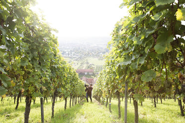 Germany, Bavaria, Volkach, man harvesting grapes in vineyard - FKF000779