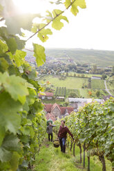 Germany, Bavaria, Volkach, two men harvesting grapes in vineyard - FKF000780