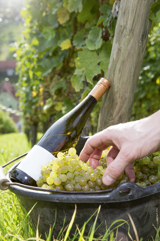 Germany, Bavaria, Volkach, hand in bucket with harvested grapes and wine bottle stock photo