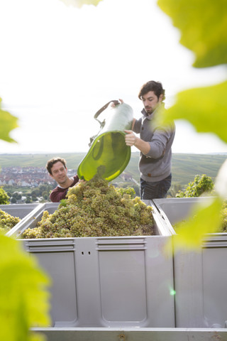 Germany, Bavaria, Volkach, grape harvest stock photo