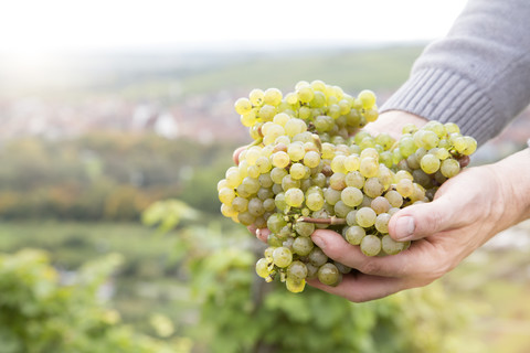Deutschland, Bayern, Volkach, grüne Weintrauben in der Hand, lizenzfreies Stockfoto
