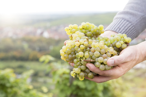 Germany, Bavaria, Volkach, green grapes in hand stock photo