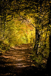 Germany, Baden-Wuerttemberg, Nature Park Schoenbuch, Forest path in autumn - LVF002193