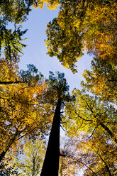 Germany, Baden-Wuerttemberg, Nature Park Schoenbuch, Trees in autumn - LVF002192