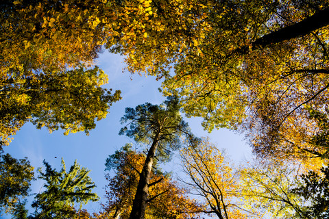 Deutschland, Baden Württemberg, Naturpark Schönbuch, Bäume im Herbst, lizenzfreies Stockfoto