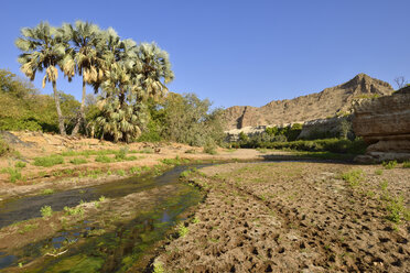 Afrika, Namibia, Kunene-Provinz, Damaraland, Khowarib-Flusstal bei Warmquelle, Makalani-Palmen, Borassus aethiopum - ESF001472