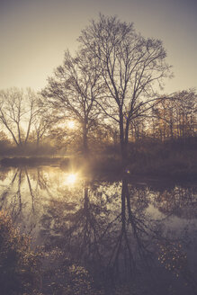 Germany, bare trees at sunrise - SARF001026