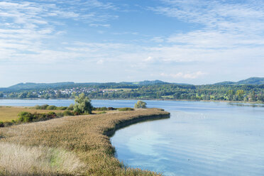 Germany, Baden-Wuerttemberg, Constance District, Peninsula Mettnau, reed belt - ELF001383