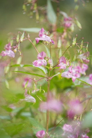 Deutschland, Himalaya Springkraut, Impatiens glandulifera, lizenzfreies Stockfoto