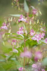 Deutschland, Himalaya Springkraut, Impatiens glandulifera - ELF001393