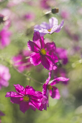 Deutschland, Blüten der Mexikanischen Aster, Cosmos bipinnatus - ELF001394