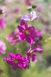 Germany, Blossoms of Mexican aster, Cosmos bipinnatus - ELF001394