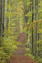 Germany, Baden-Wuerttemberg, Beech Forest, forest road in autumn - ELF001395