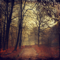 Germany, near Wuppertal, deciduous forest with bench in autumn, Textured effect - DWI000280