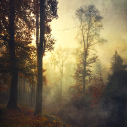 Germany, near Wuppertal, deciduous forest in autumn at sunset - DWI000294