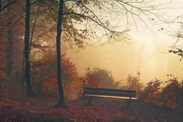 Germany, near Wuppertal, deciduous forest with bench in autumn - DWI000295