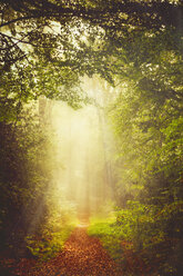 Germany, near Wuppertal, Forest path in the morning light and fog - DWI000296