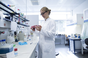 Young scientist working in a lab - SGF001032