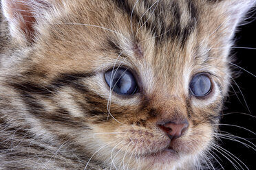 Gesicht eines gestromten Kätzchens, Felis Silvestris Catus, mit blauen Augen - MJOF000870