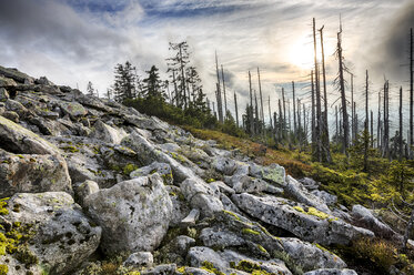 Deutschland, Bayern, Lusen, Nationalpark Bayerischer Wald, Waldsterben im Herbst - STSF000579