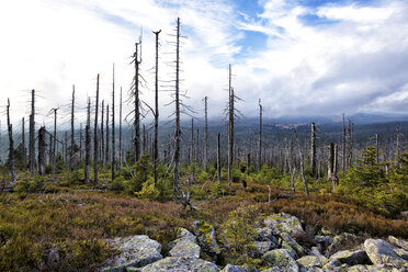 Germany, Bavaria, Lusen, Bavarian Forest National Park, Forest dieback in autumn - STSF000580